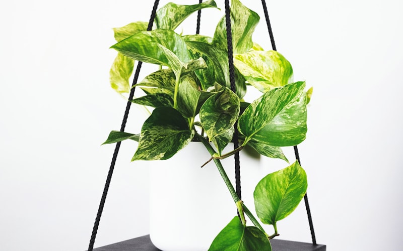 历届世界杯冠军奖杯与夺冠时刻回顾